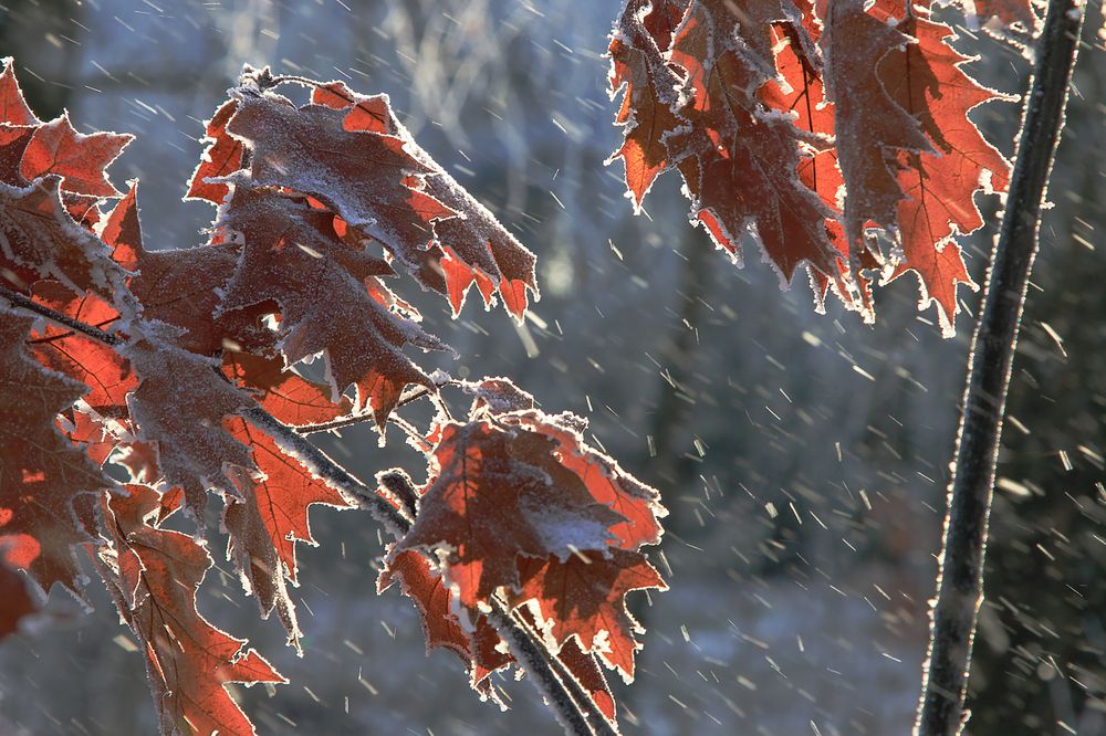 Photograph by Николай Протасеня