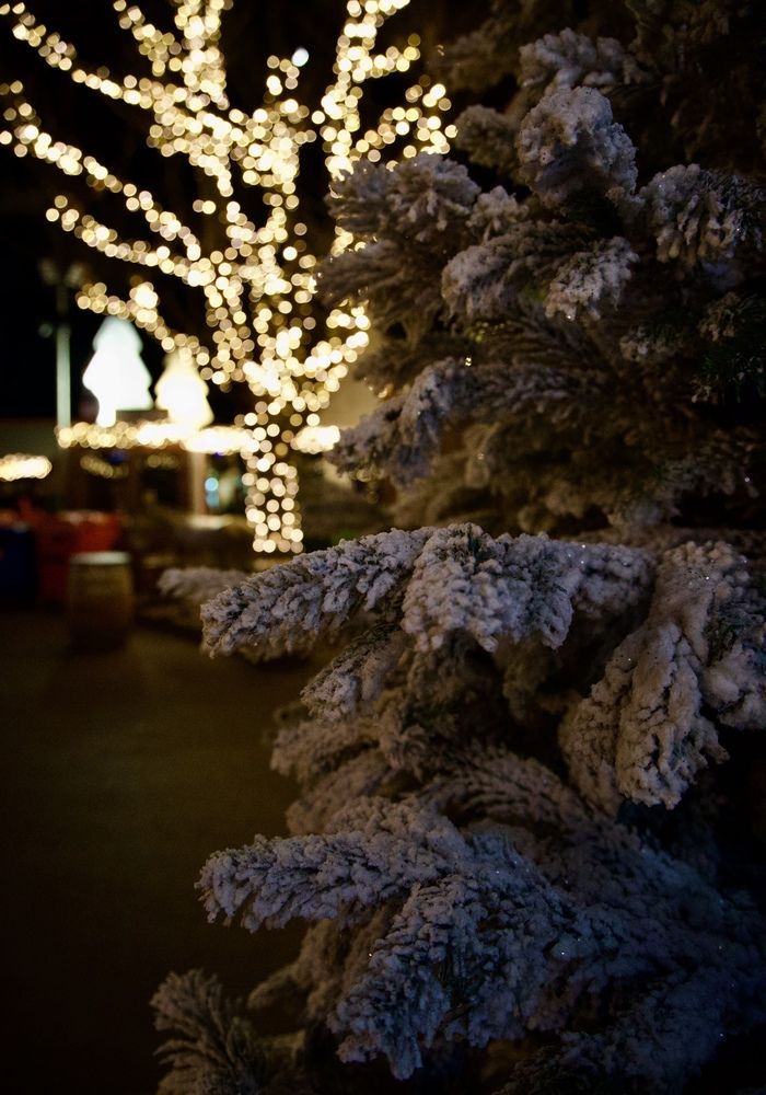 Photograph by Alena T