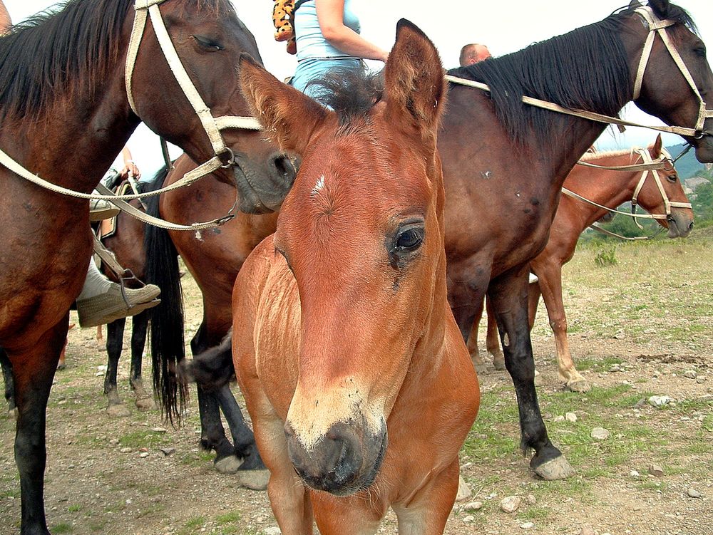В группе с лошадьми не страшно