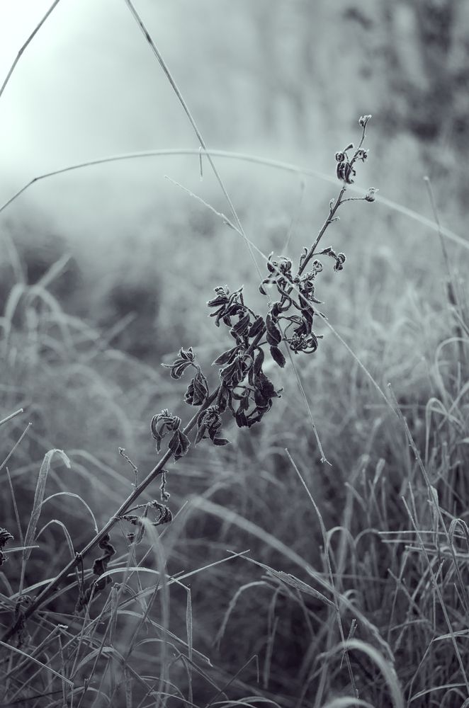 В морозном тумане.