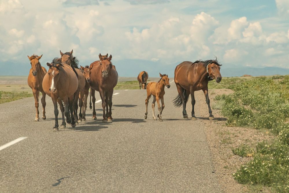 Фотография автора Антонина Кузнецова