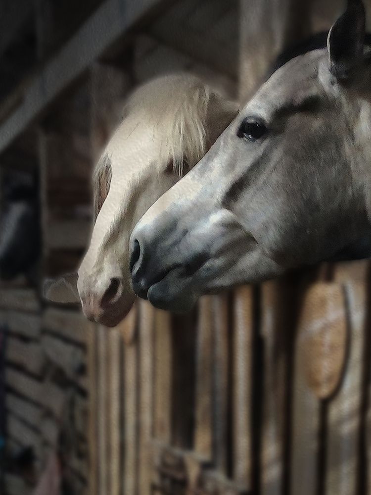 Фотография автора Юлия Бурминская