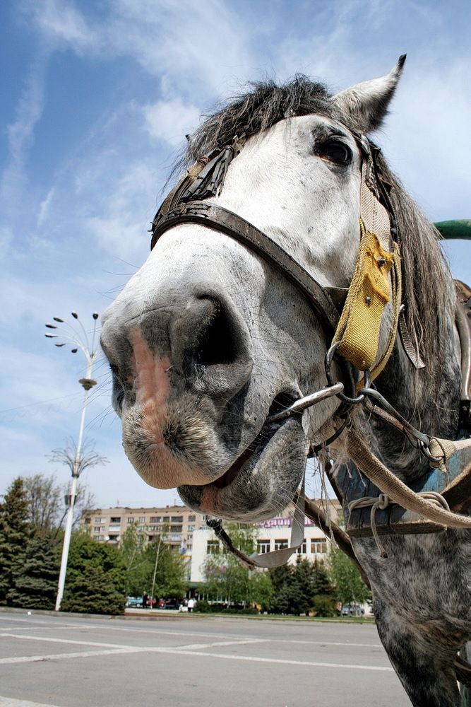 Фотография автора Александр Челмодеев