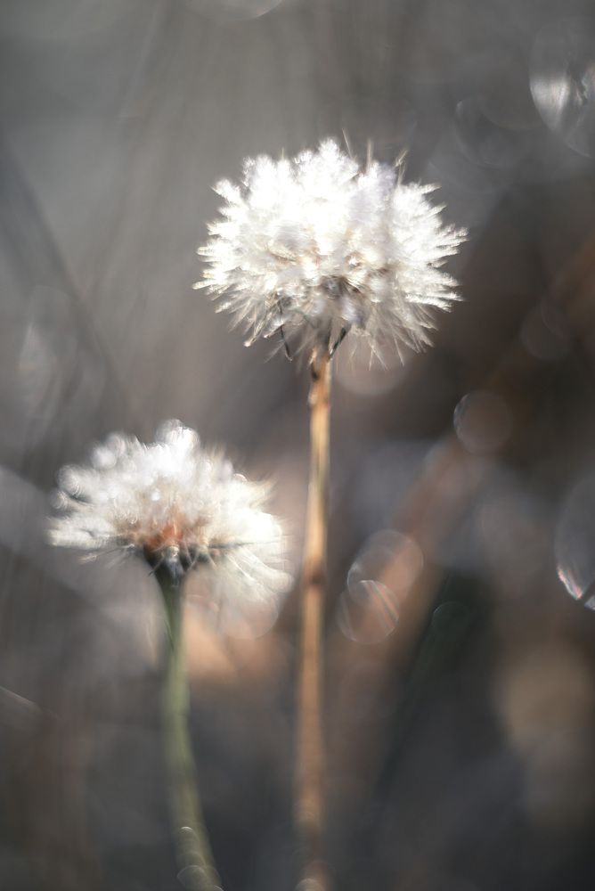 Photograph by Anton Ry