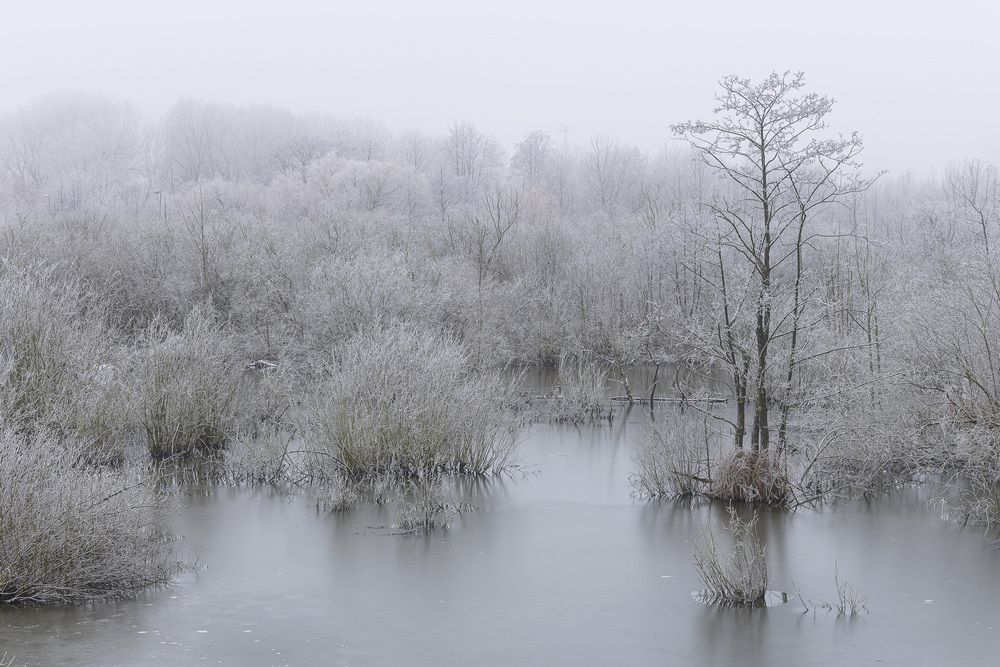 Серебряный лес