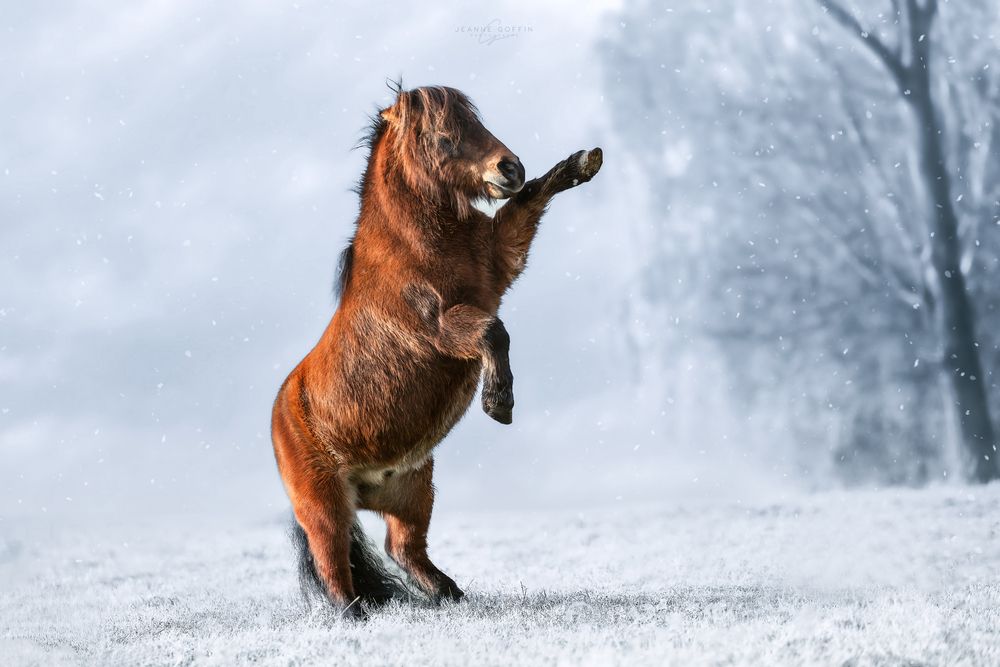 Photograph by Jeanne Goffin