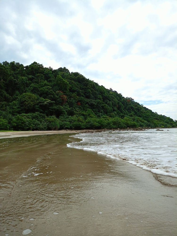 Where the Forest Meets the Sea