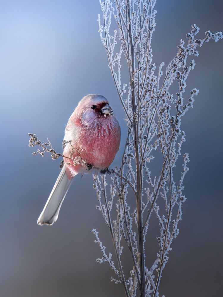 Photograph by Nephotograph