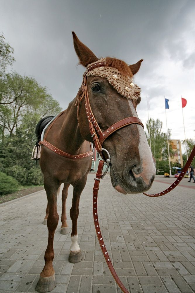 Фотография автора Александр Челмодеев