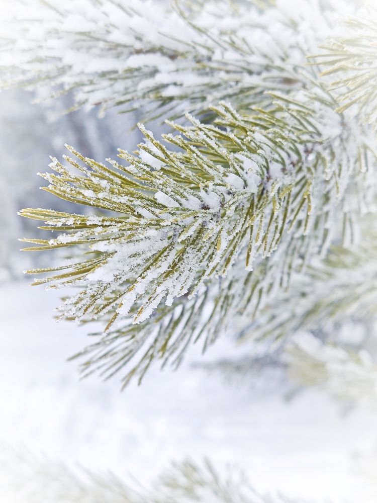 Photograph by Надежда Кангина