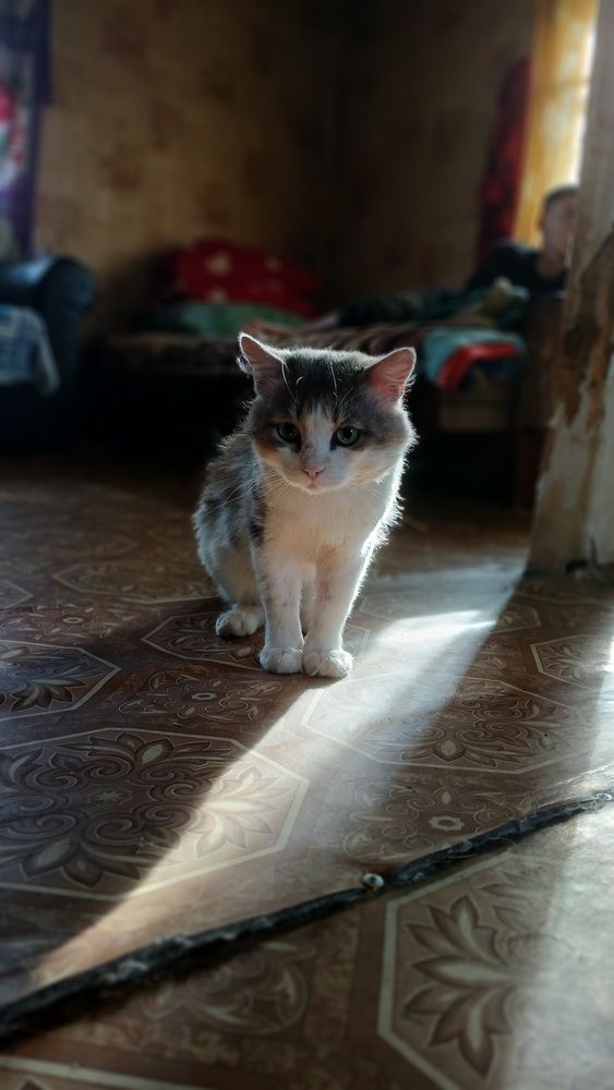 Мадам, я старый солдат и не знаю слов любви