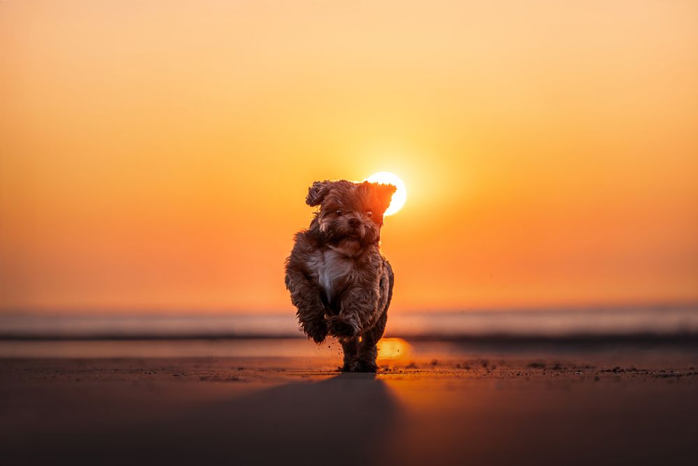 Photograph by Jeanne Goffin