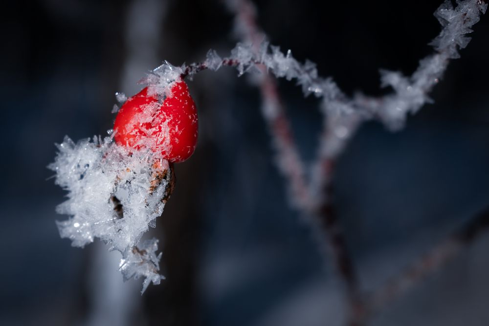 Photograph by Nephotograph