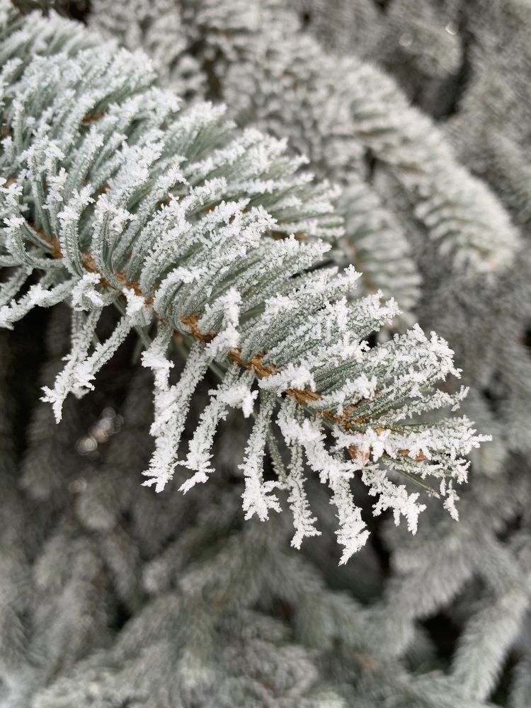 Фотография автора Ирина Шпаковская