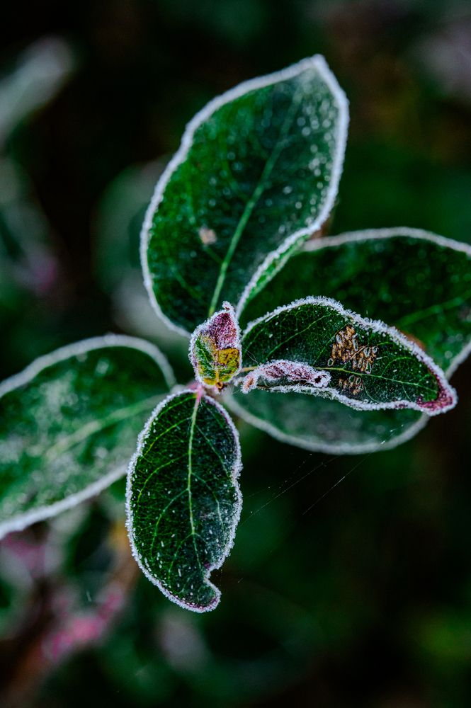 Photograph by Коробов Алексей