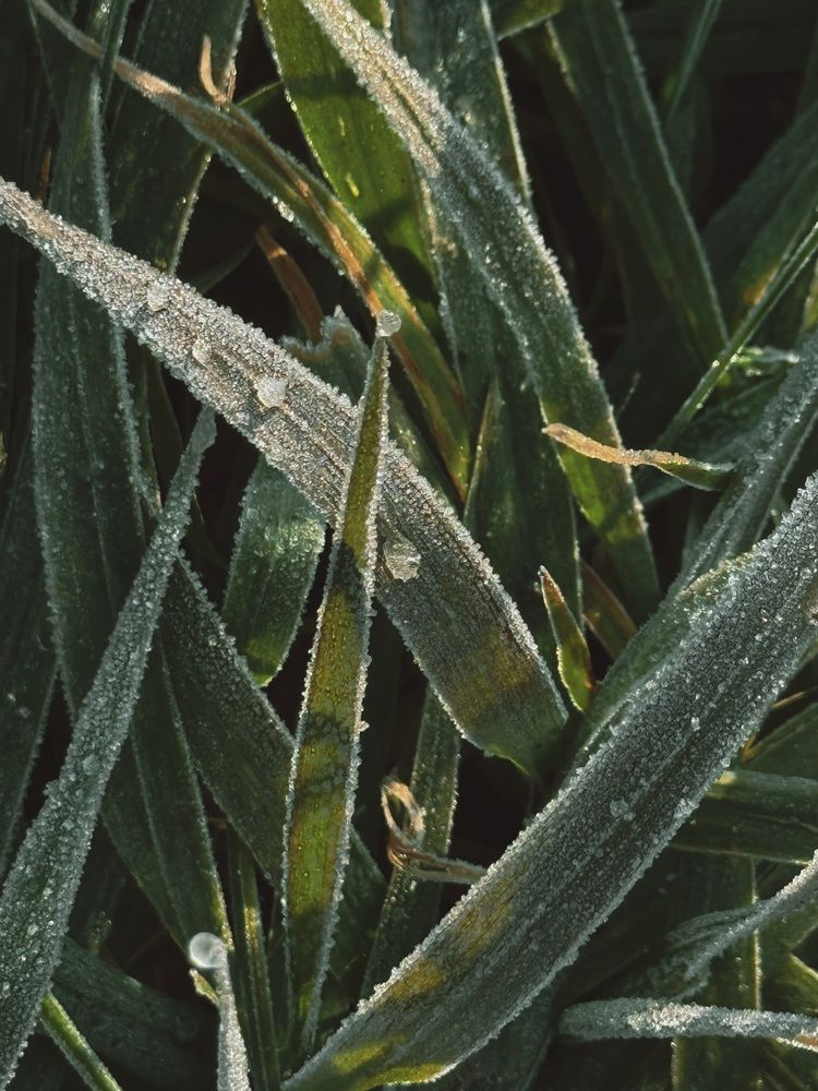 Фотография автора Елена Меньшикова