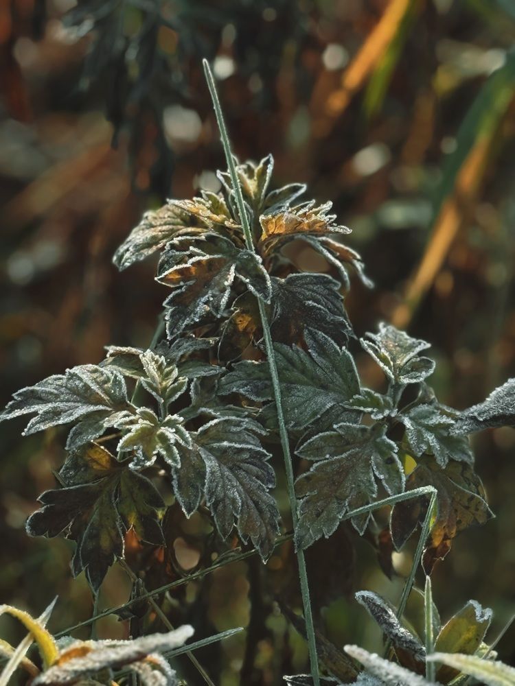 Фотография автора Елена Меньшикова