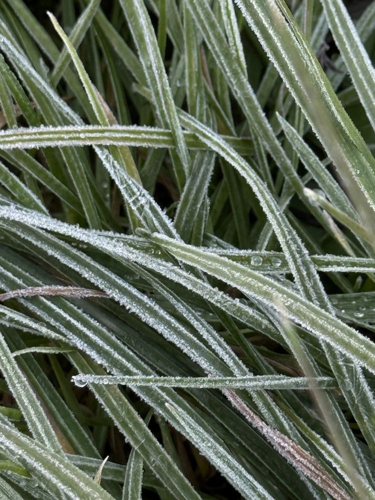 Фотография автора Елена Меньшикова