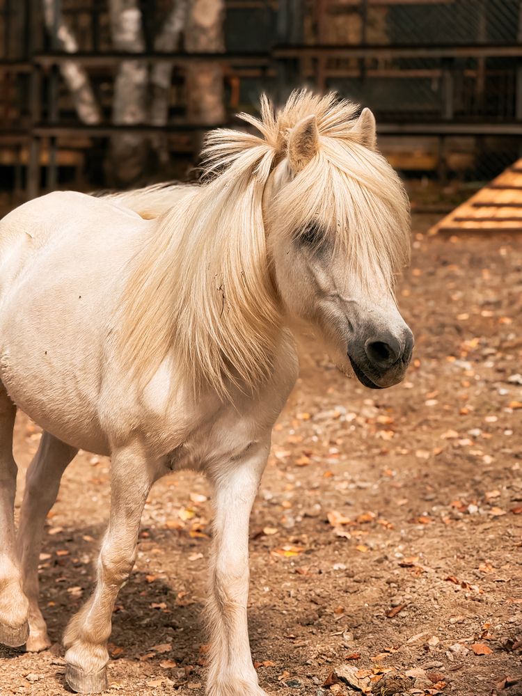 Фотография автора Елена Меньшикова