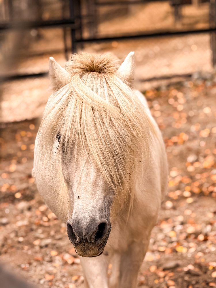 Фотография автора Елена Меньшикова