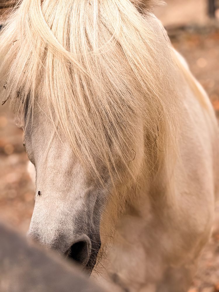 Фотография автора Елена Меньшикова