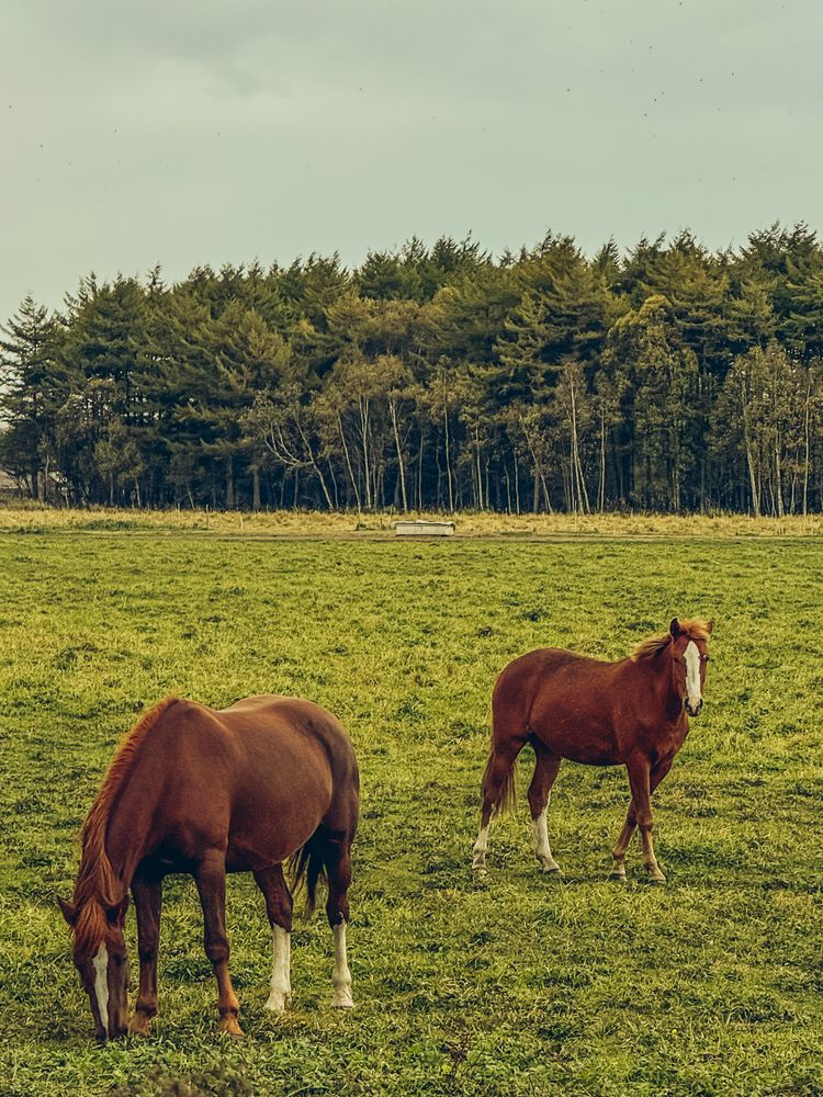 Фотография автора Елена Меньшикова