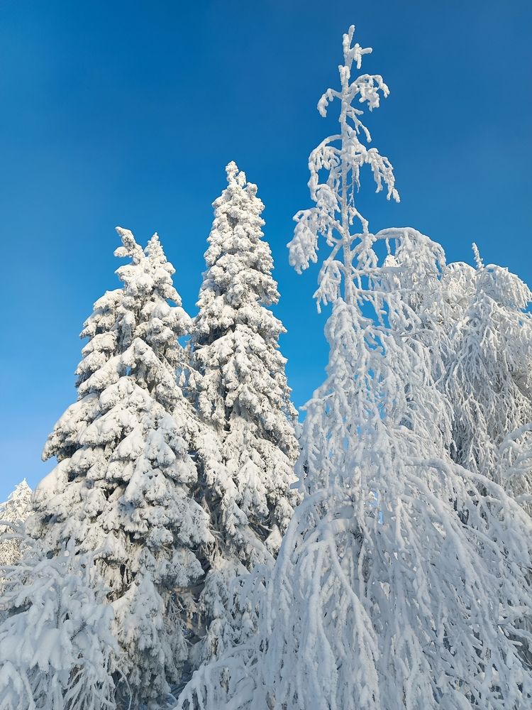 Photograph by Сергей Шевырин
