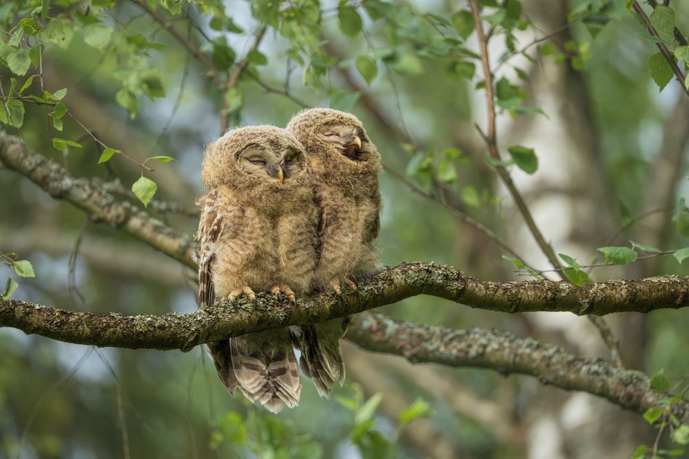 Спать пора!