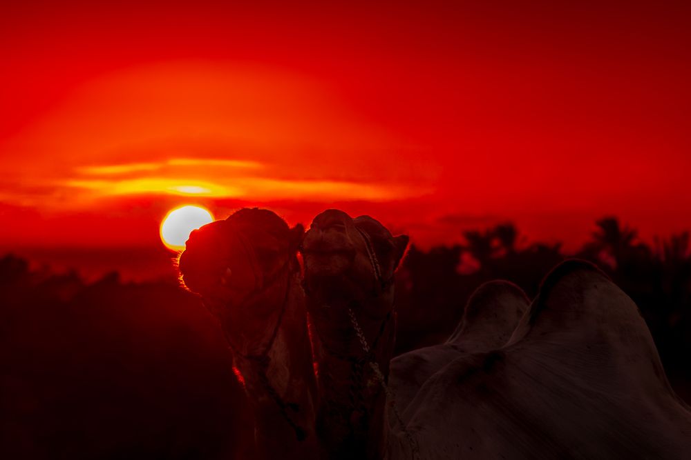 Photograph by Ayman Fawzy