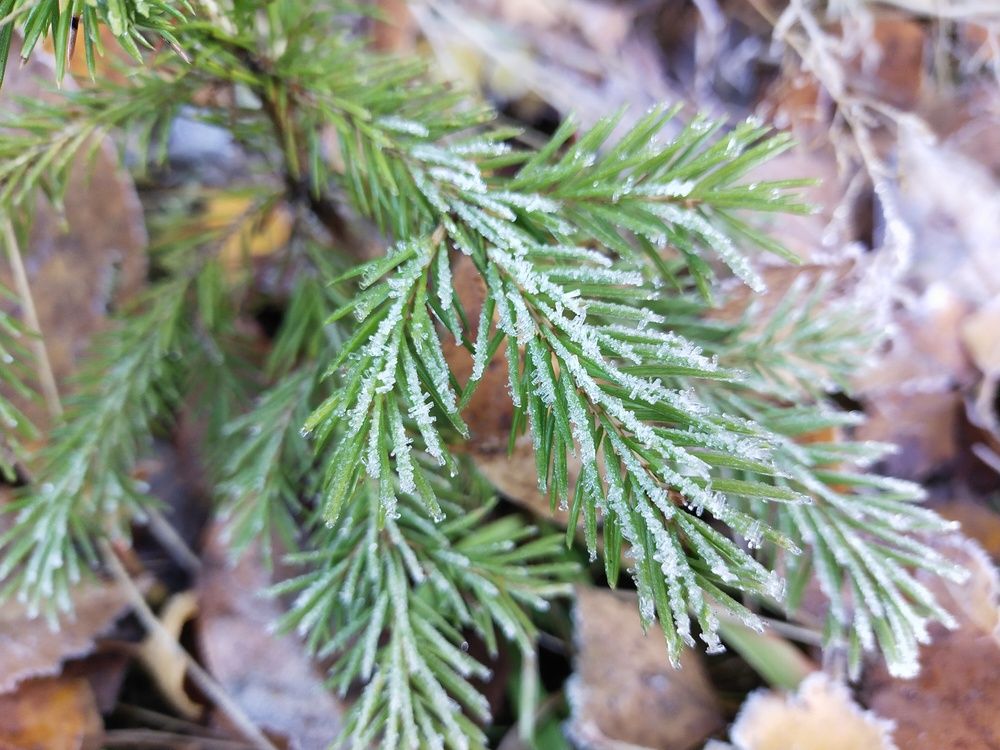 Photograph by Инна Голубева