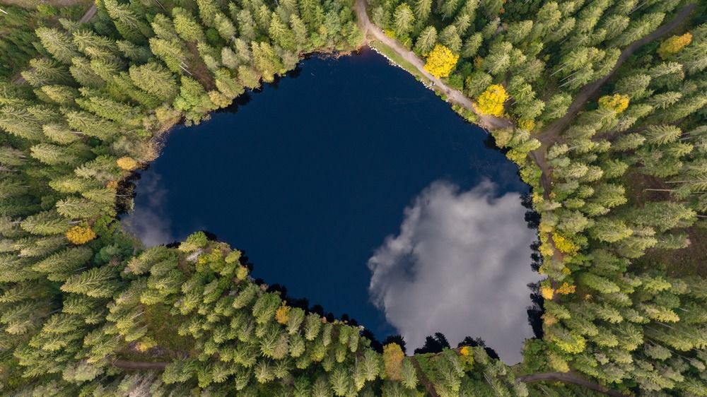 The Forest\'s Mirror
