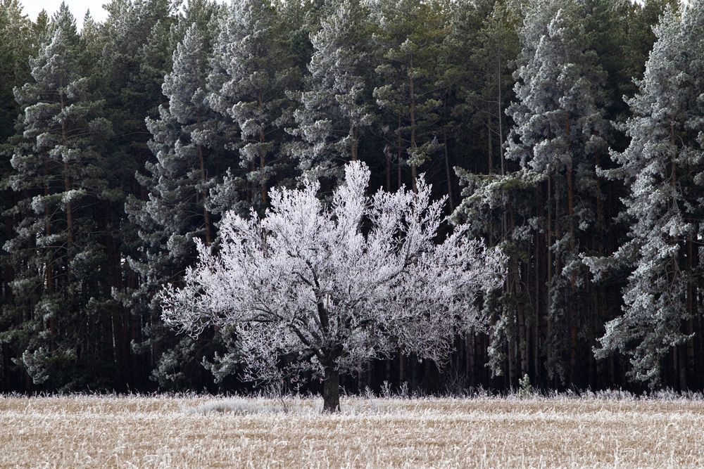 Photograph by Lapin Vitaly