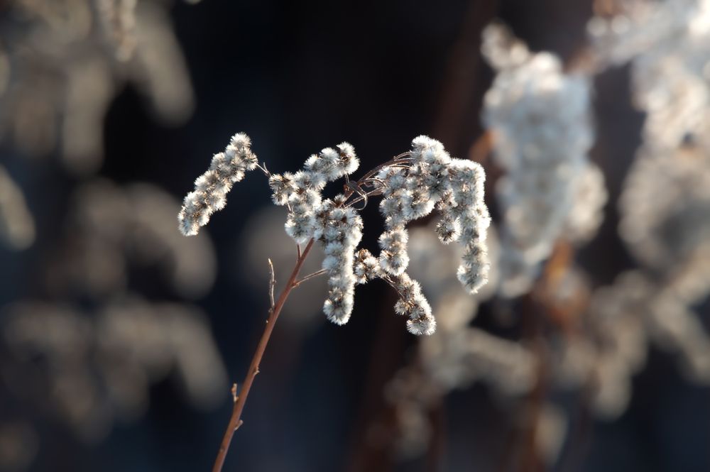 Photograph by Nephotograph