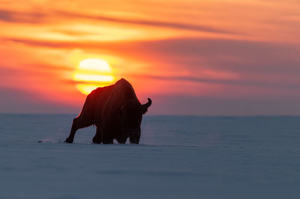Photograph by Dariusz Dryl