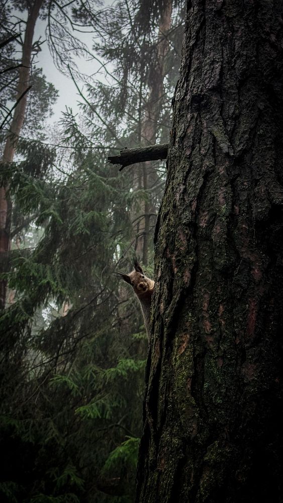 Photograph by Ольга Прищепова