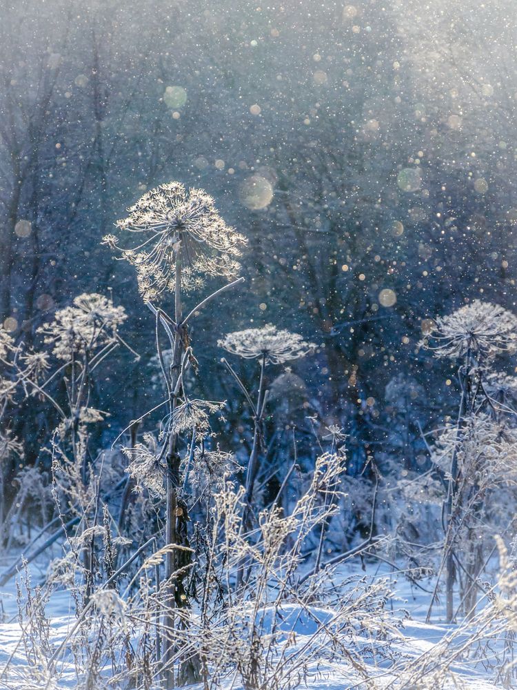 Photograph by Ольга Заповедная