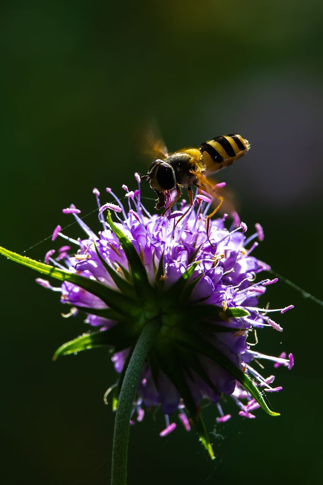 Photograph by Алексей Мартынов