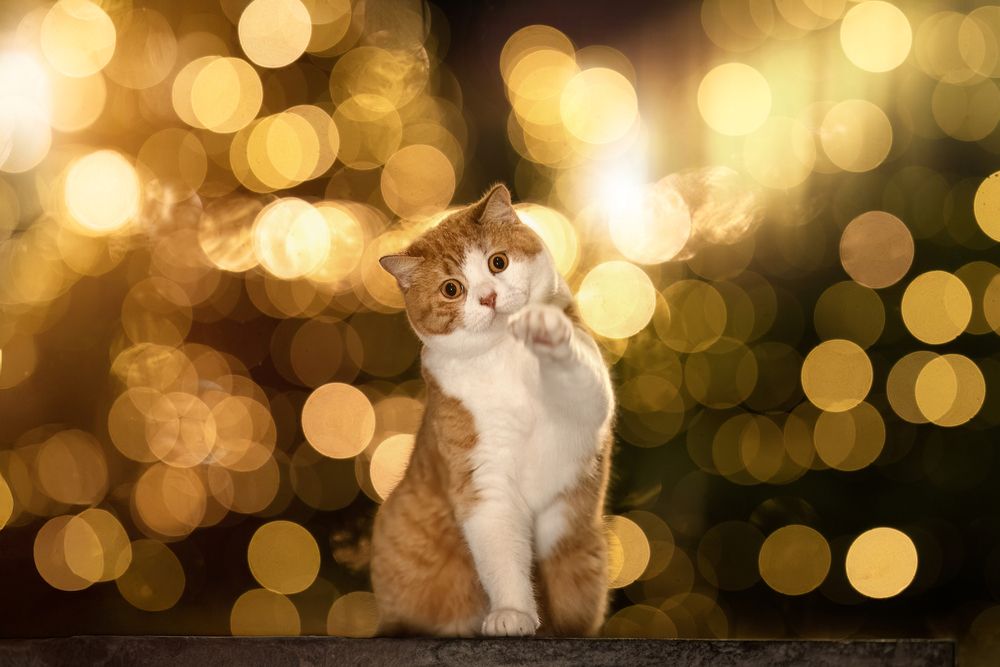 Photograph by Elke Braet