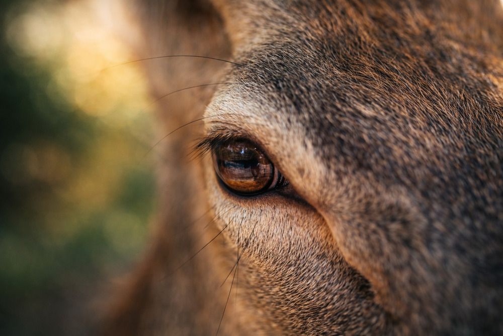 Photograph by Olexandr Yermak