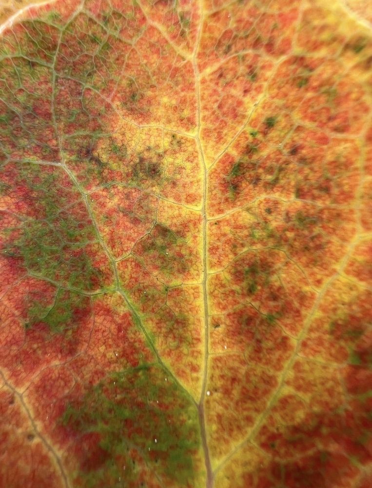 Photograph by Александра Акси