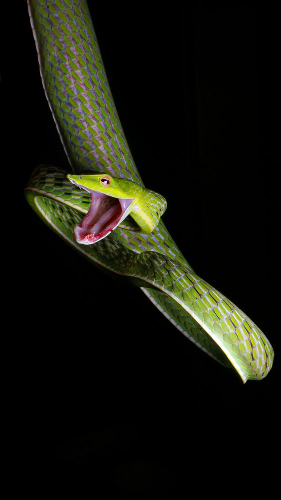 Photograph by Vinol Perera