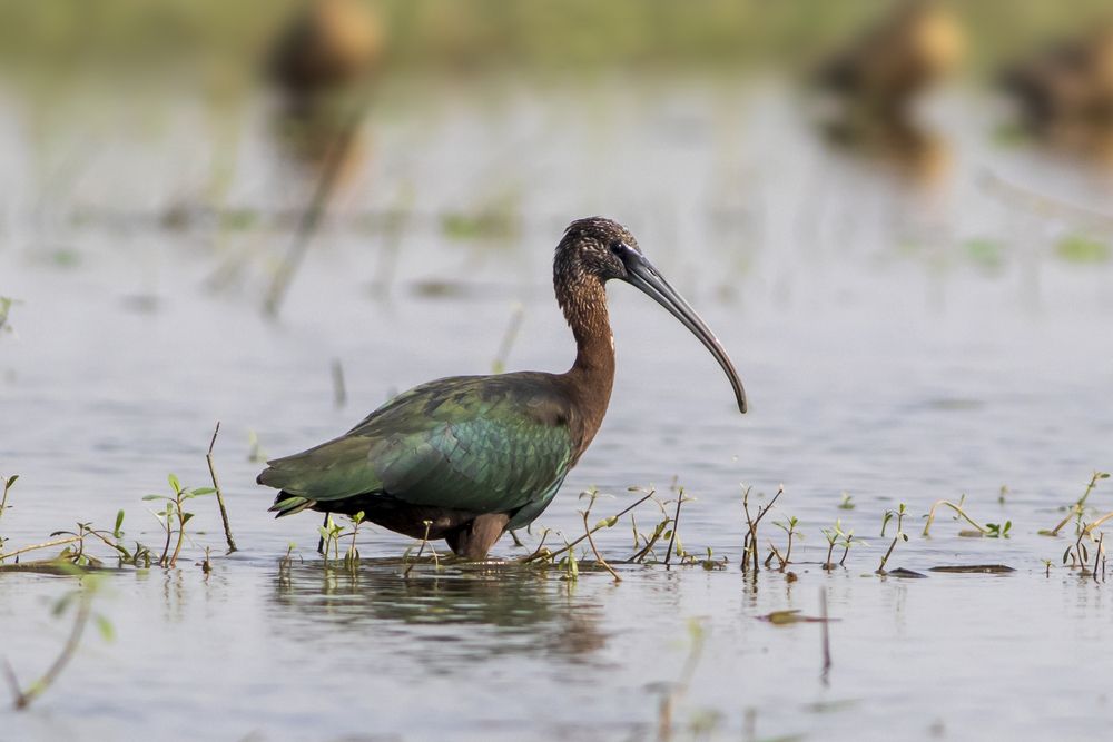 Photograph by RUPAM DAS