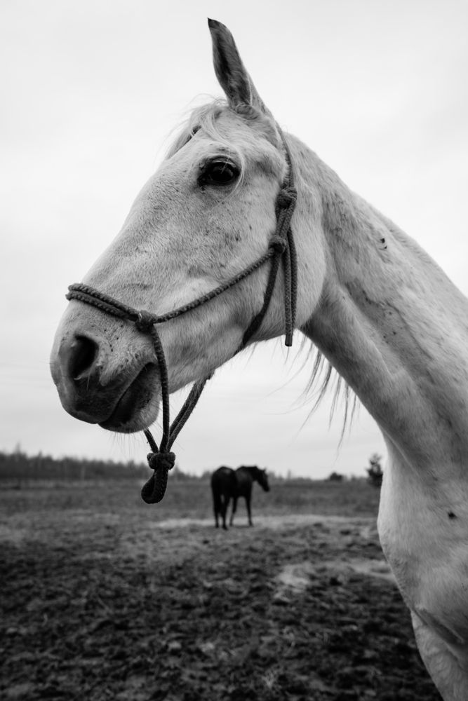 Photograph by Света Трифоненкова