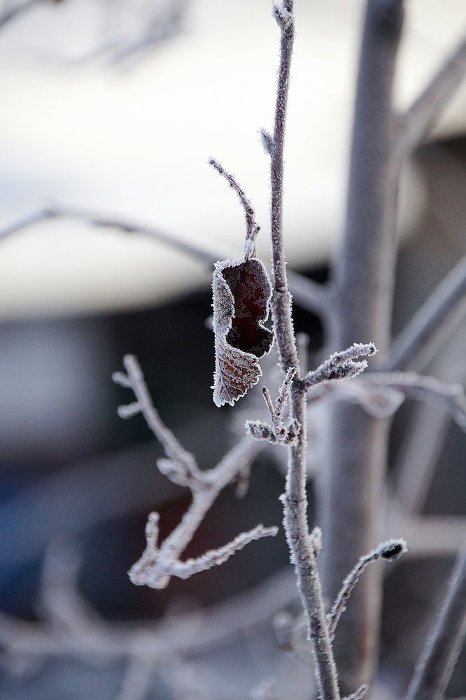 Фотография автора Светлана Болтовская