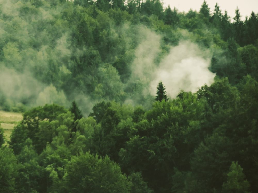 foggy dreams