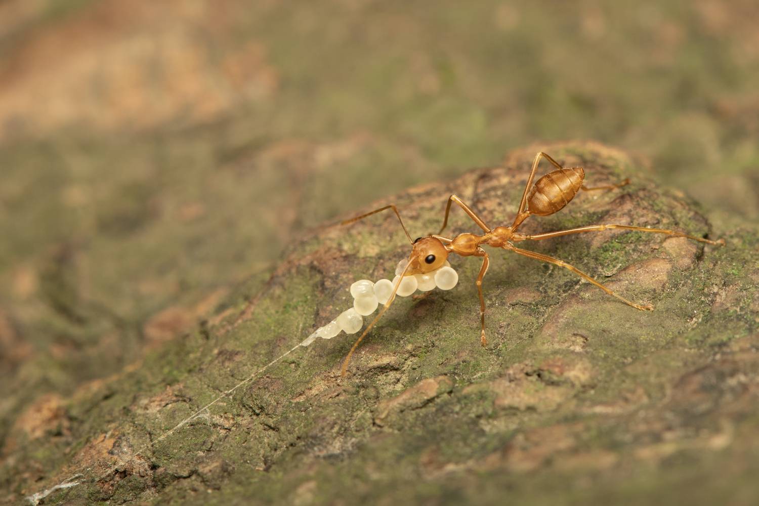 Weaver Ants Catching Spider Egg Sac