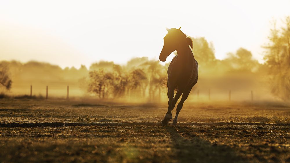 Фотография автора Elke Braet