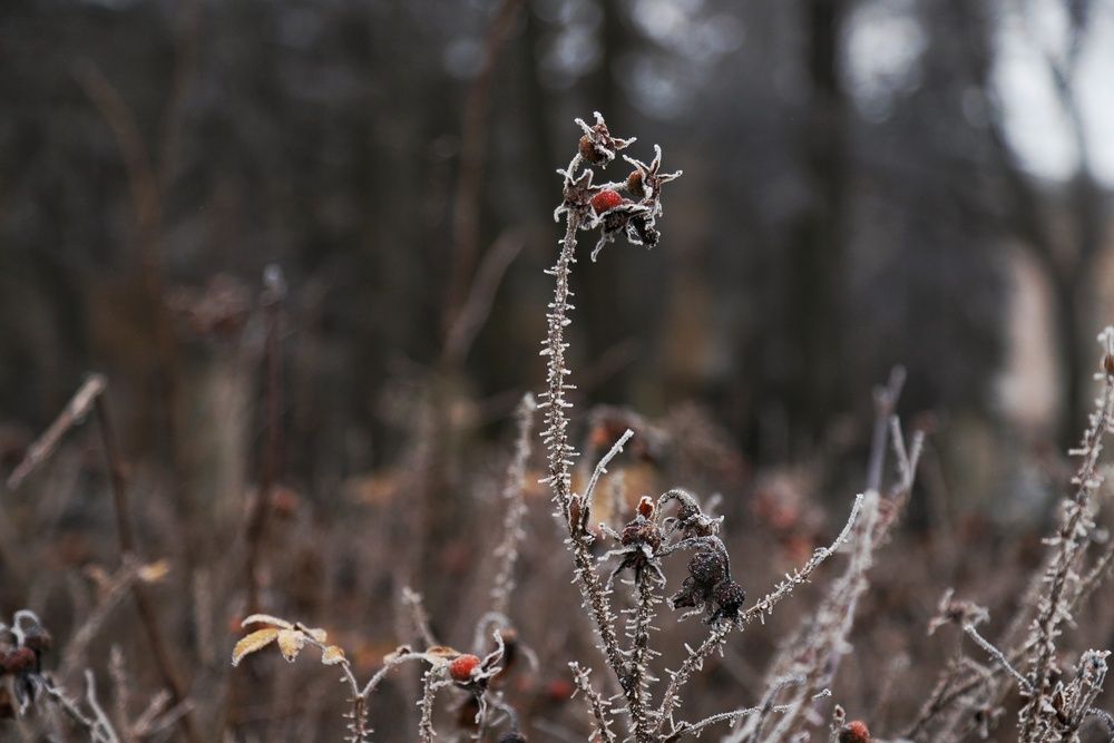 Фотография автора Роман Савин