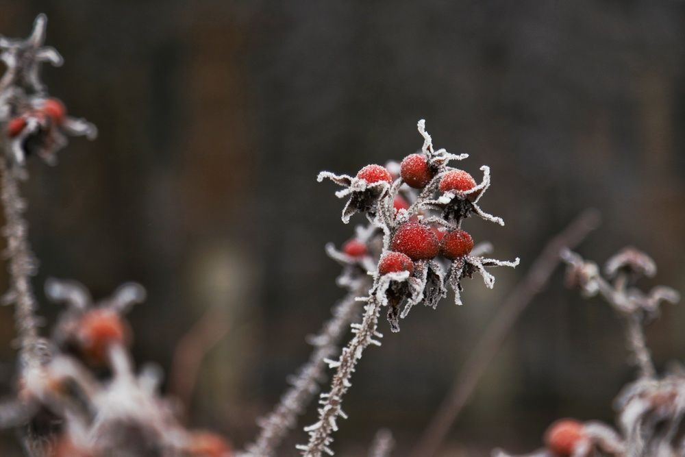 Фотография автора Роман Савин
