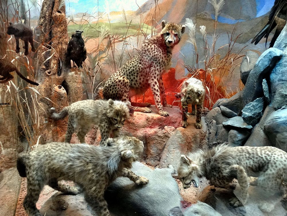 Сборище хищников